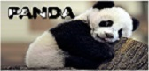 "Panda" - ķīmiskā tīrītava